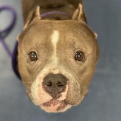 Shelter Stray Female Dog last seen , 3612 11th Ave, Los Angeles, CA 90018, USA