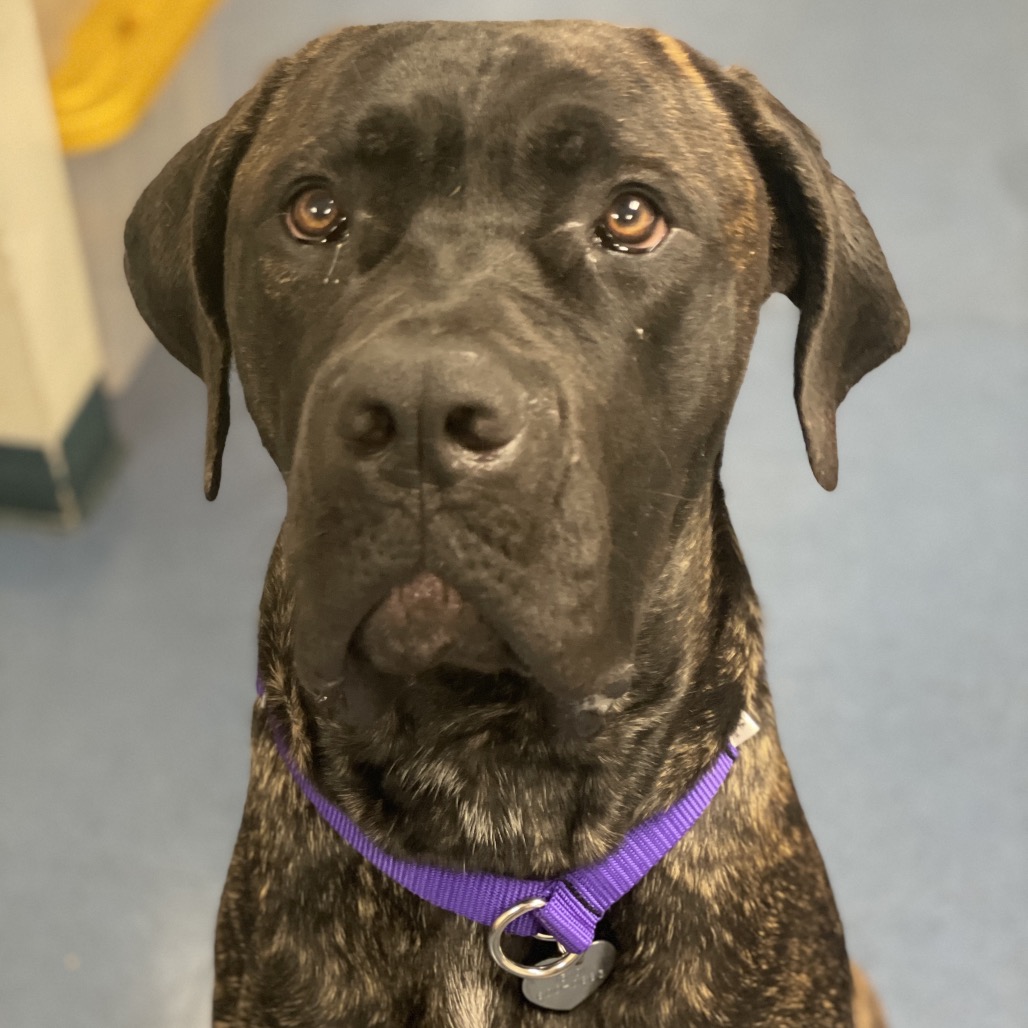 Shelter Stray Male Dog last seen , 3612 11th Ave, Los Angeles, CA 90018, USA