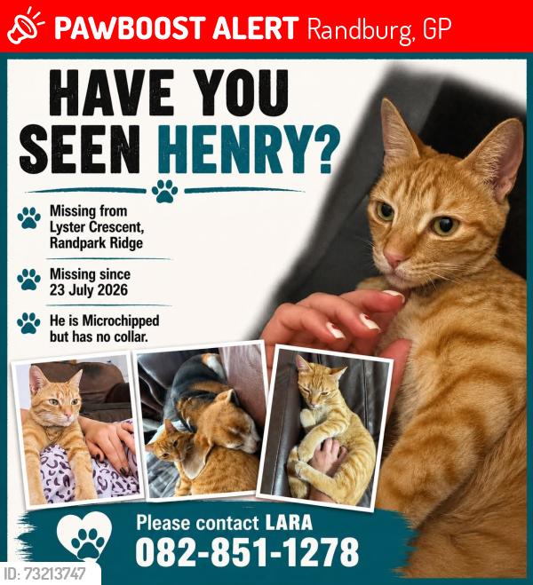 Lost Male Cat last seen Jan Groentjie, Randburg, GP 2156