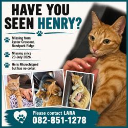 Lost Male Cat last seen Jan Groentjie, Randburg, GP 2156