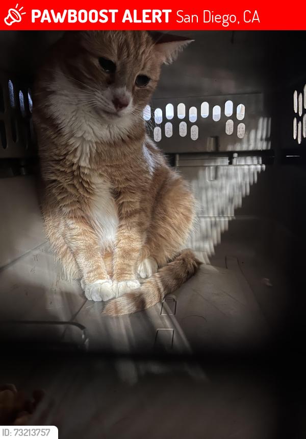 Lost Male Cat last seen Dallas Street, San Diego, CA 92119