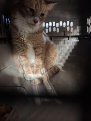 Lost Male Cat last seen Dallas Street, San Diego, CA 92119