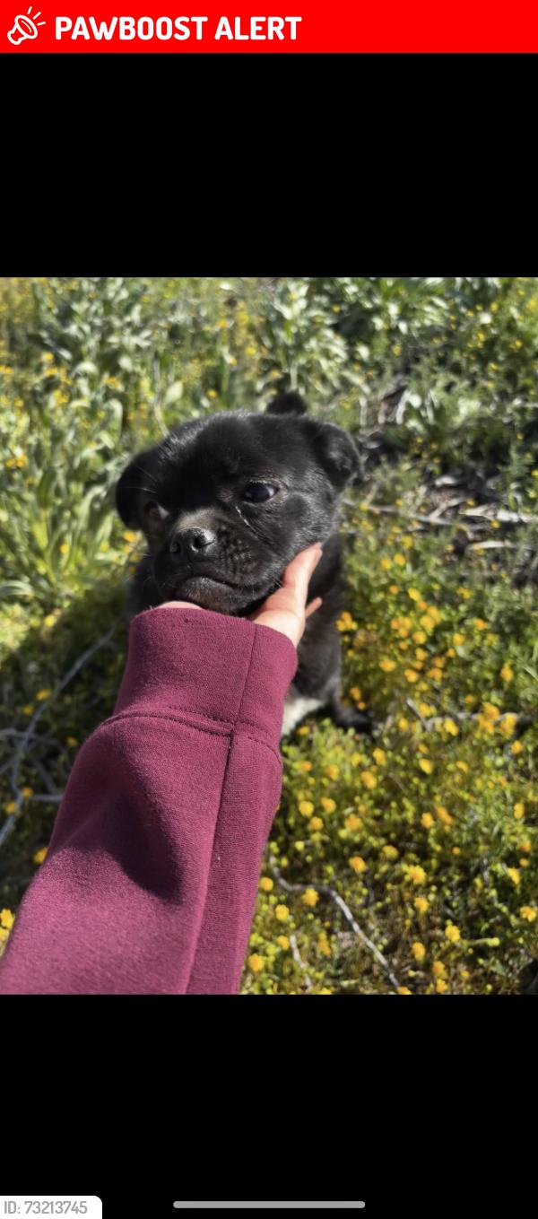 Lost Male Dog last seen E Avenue H-8 Lancaster,, Los Angeles County, CA 93535