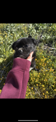 Lost Male Dog last seen E Avenue H-8 Lancaster,, Los Angeles County, CA 93535