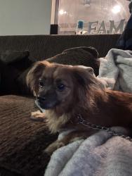 Found/Stray Male Dog last seen Lake pointe and Indiana, Riverside, CA 92503