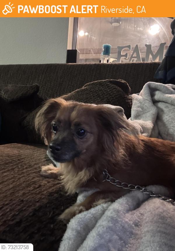 Found/Stray Male Dog last seen Lake pointe and Indiana, Riverside, CA 92503