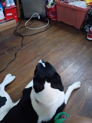 Reunited Male Dog last seen Olive Blvd, University City, MO 63130