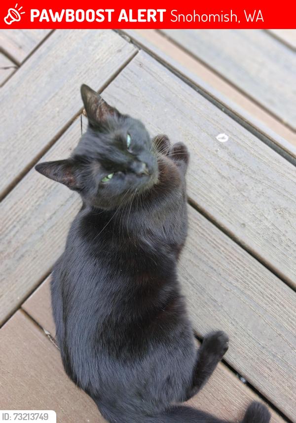 Lost Female Cat last seen Trombley/117th, Snohomish, WA 98290