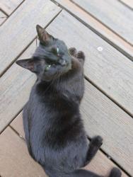 Lost Female Cat last seen Trombley/117th, Snohomish, WA 98290
