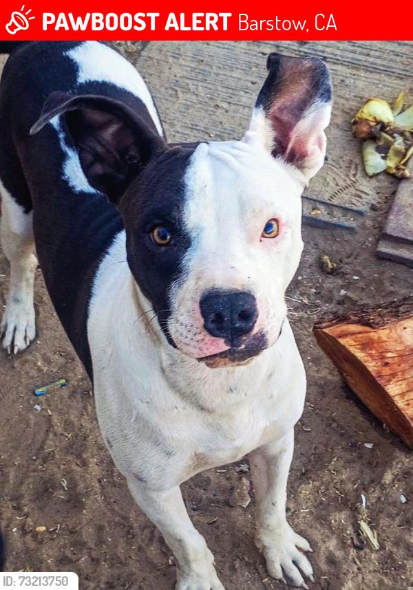 Lost Male Dog last seen By circle k in a grey van with a lady and two other dogs, Barstow, CA 92311