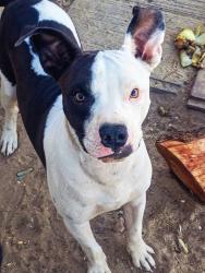 Lost Male Dog last seen By circle k in a grey van with a lady and two other dogs, Barstow, CA 92311