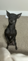 Lost Female Dog last seen redcliff and 91st st, Odessa, TX 79762