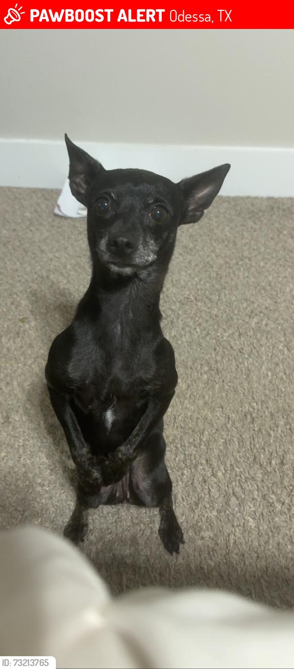 Lost Female Dog last seen redcliff and 91st st, Odessa, TX 79762