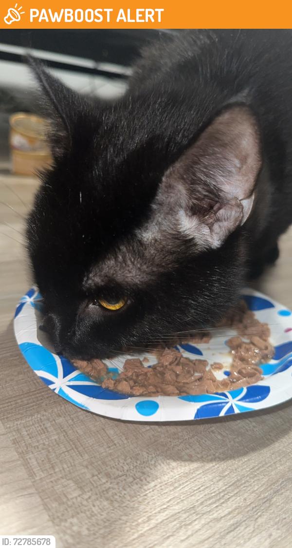 Found/Stray Male Cat last seen Spring Trace Ter midlothian va, Chesterfield County, VA 23112