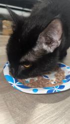 Found/Stray Male Cat last seen Spring Trace Ter midlothian va, Chesterfield County, VA 23112