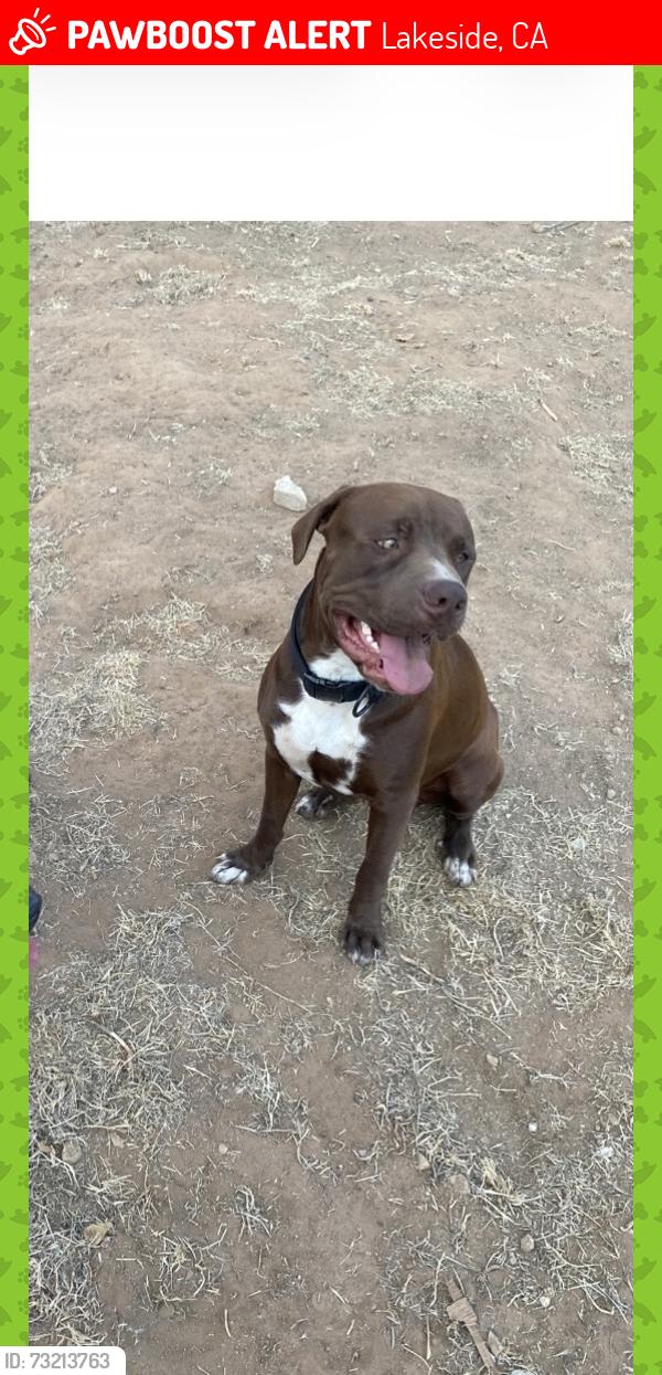 Lost Male Dog last seen Lemon crest and wintergardwns, Lakeside, CA 92040