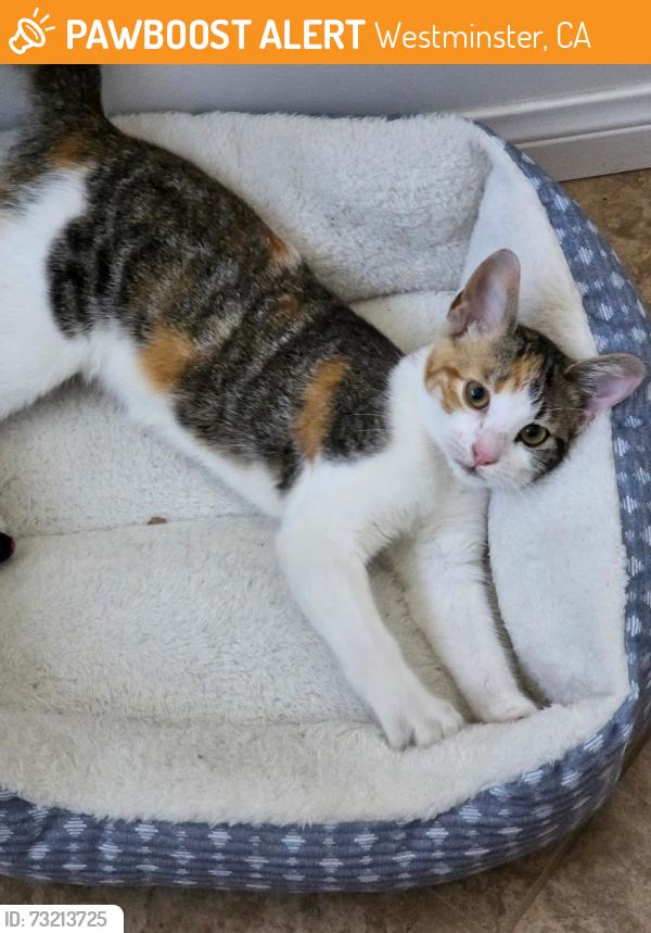 Found/Stray Female Cat last seen BUSHARD AND Stinson Lane, Westminster, CA 92683
