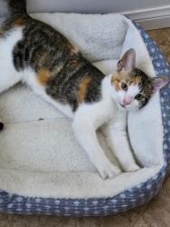 Found/Stray Female Cat last seen BUSHARD AND Stinson Lane, Westminster, CA 92683