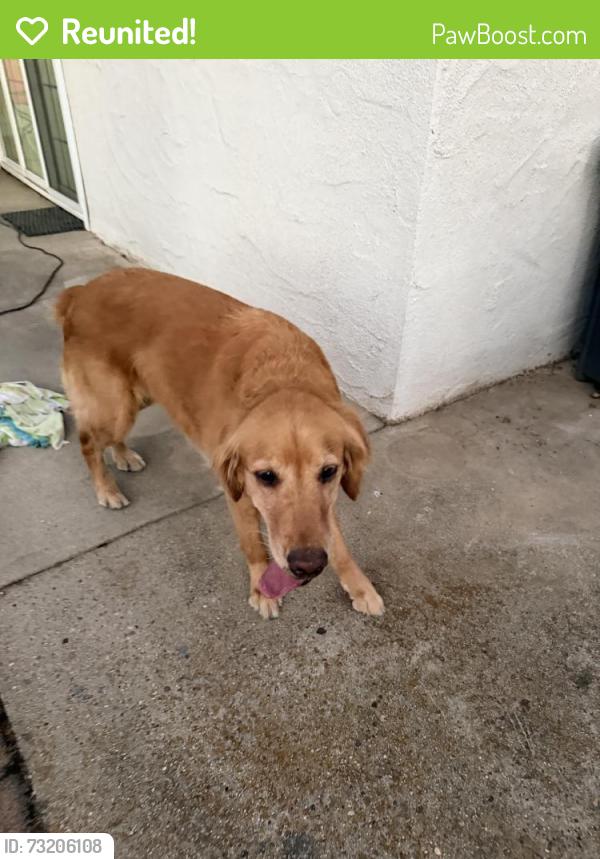 Reunited Female Dog last seen Celeste/Stanford, Clovis, CA 93611