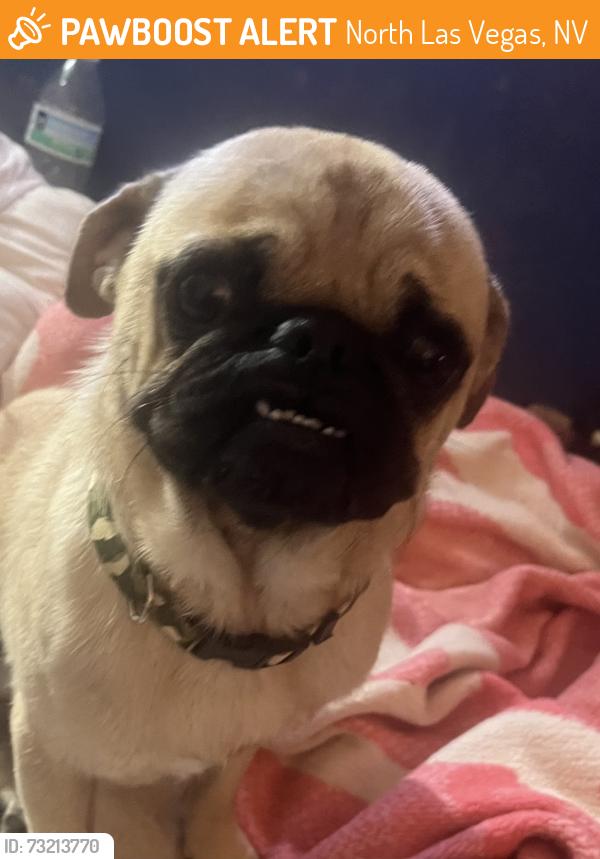 Found/Stray Male Dog last seen Civic center and Evans, North Las Vegas, NV 89030