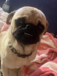 Found/Stray Male Dog last seen Civic center and Evans, North Las Vegas, NV 89030