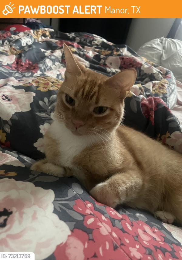 Found/Stray Female Cat last seen ShadowGlen Manor TX, Manor, TX 78653