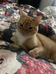Found/Stray Female Cat last seen ShadowGlen Manor TX, Manor, TX 78653