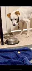 Reunited Female Dog last seen Found walking down Royal Drive., Madison, AL 35758