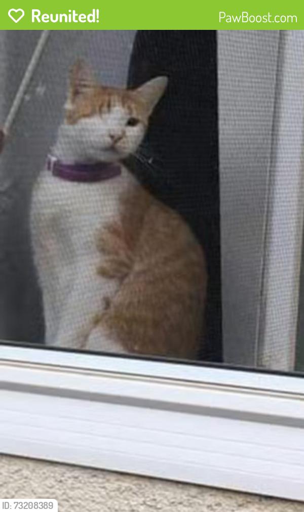 Reunited Female Cat last seen Kern St., Chico, CA 95928