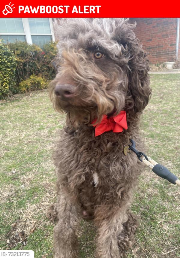 Lost Male Dog last seen Danforth, Urmston, England M41 5EL