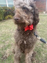 Lost Male Dog last seen Danforth, Urmston, England M41 5EL