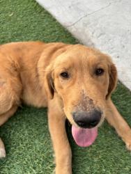 Reunited Male Dog last seen Near Hayvenhurst Ave, Granada Hills, CA 91344, USA, Los Angeles, CA 91344