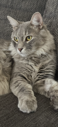 Lost Male Cat last seen Desert hot springs, Desert Hot Springs, CA 92241