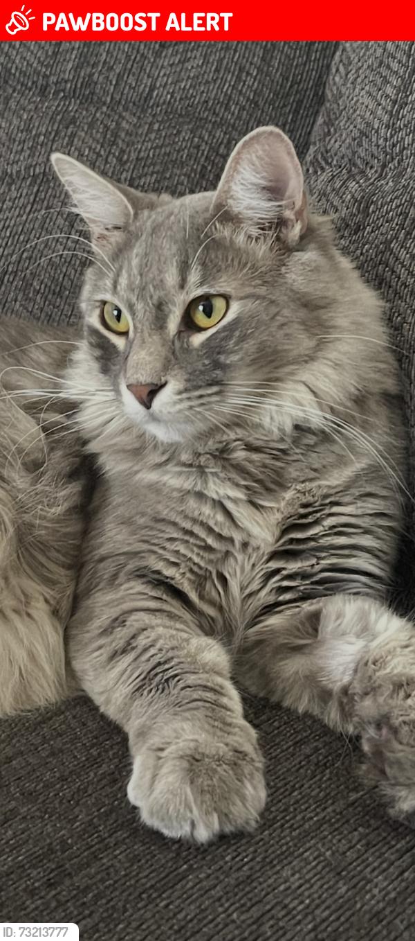 Lost Male Cat last seen Desert hot springs, Desert Hot Springs, CA 92241