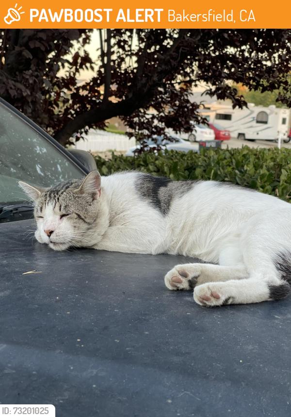 Found/Stray Male Cat last seen Panarama, Bakersfield, CA 93306