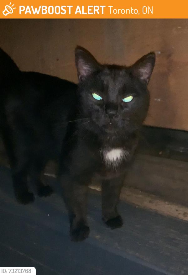 Found/Stray Male Cat last seen Dupont & Bathurst, Toronto, ON 