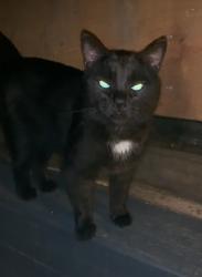 Found/Stray Male Cat last seen Dupont & Bathurst, Toronto, ON 