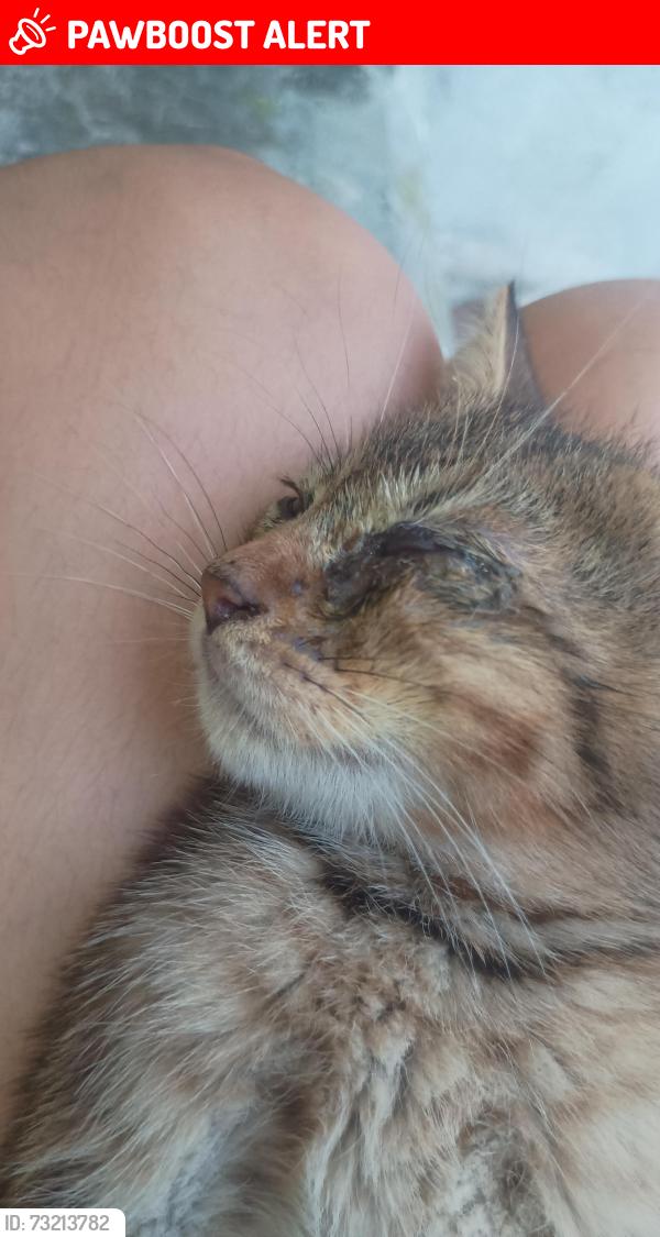 Lost Male Cat last seen Juárez N.L, Ciudad Benito Juárez, N.L. 67262