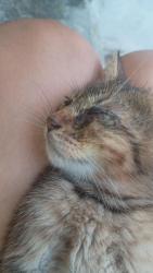 Lost Male Cat last seen Juárez N.L, Ciudad Benito Juárez, N.L. 67262