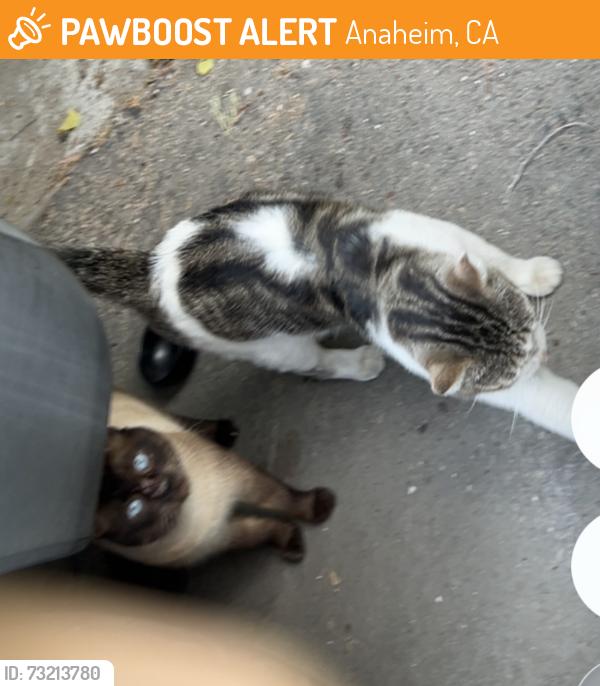 Found/Stray Male Cat last seen Broadway and fahrion, Anaheim, CA 92805