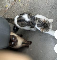 Found/Stray Male Cat last seen Broadway and fahrion, Anaheim, CA 92805