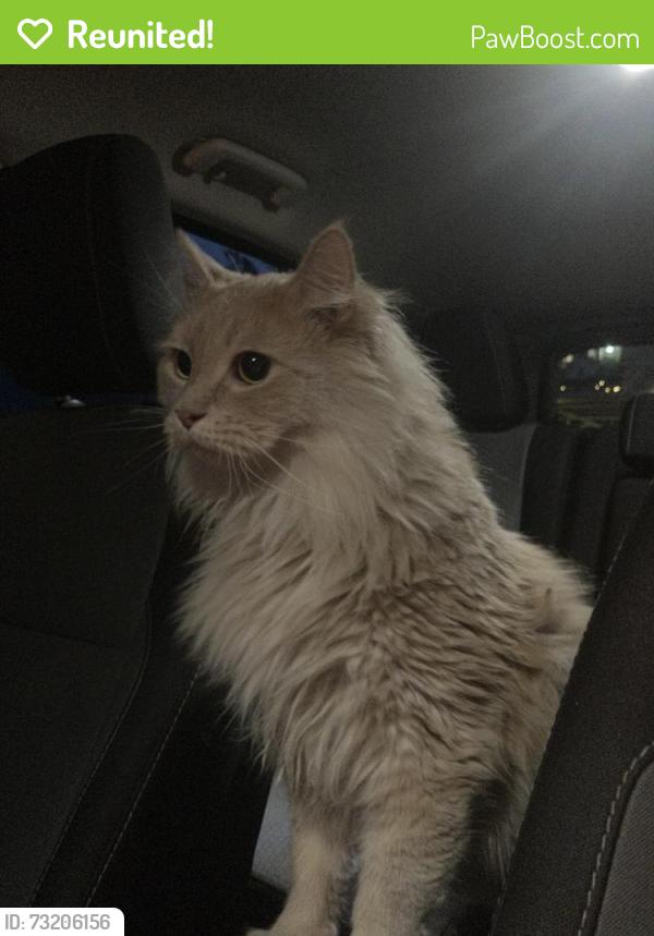 Reunited Unknown Cat last seen 10th and Washington, Denver, CO 80203