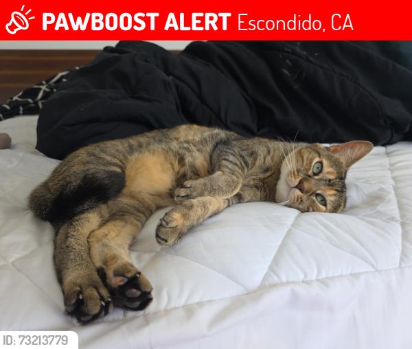 Lost Female Cat last seen circle p and mountain meadow rd, Escondido, CA 92026