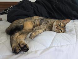 Lost Female Cat last seen circle p and mountain meadow rd, Escondido, CA 92026