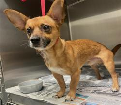 Shelter Stray Male Dog last seen , 4275 Elton St, Baldwin Park, CA 91706, USA