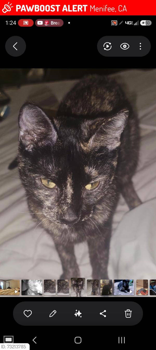 Lost Female Cat last seen Snead dr and thornhill, Menifee, CA 92586