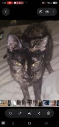 Lost Female Cat last seen Snead dr and thornhill, Menifee, CA 92586
