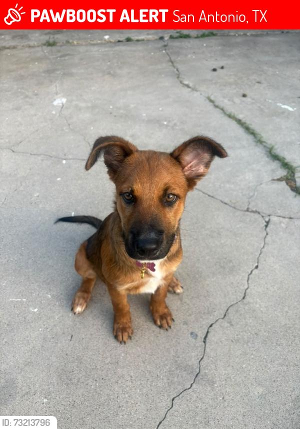 Lost Female Dog last seen Near gallery view, San Antonio, TX 78249
