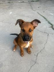 Lost Female Dog last seen Near gallery view, San Antonio, TX 78249