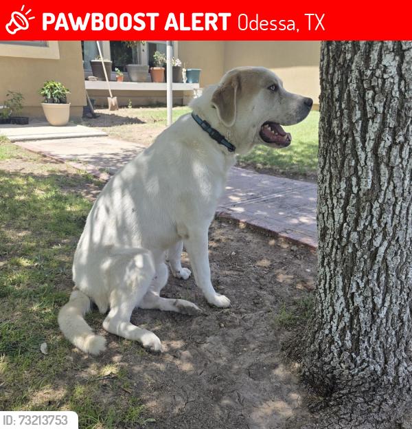 Lost Male Dog last seen West side Lowe’s, Odessa, TX 79764